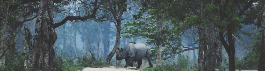 WILDLIFE – KAZIRANGA NATIONAL PARK