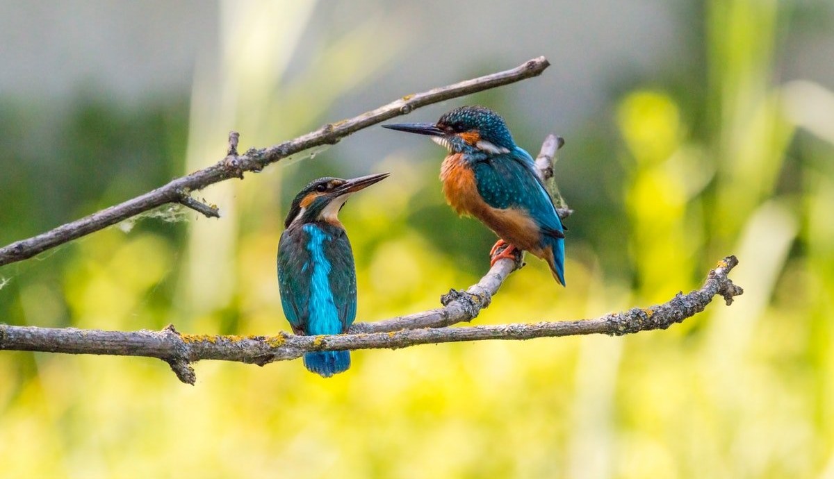 8 Bird Sanctuaries in Rajasthan